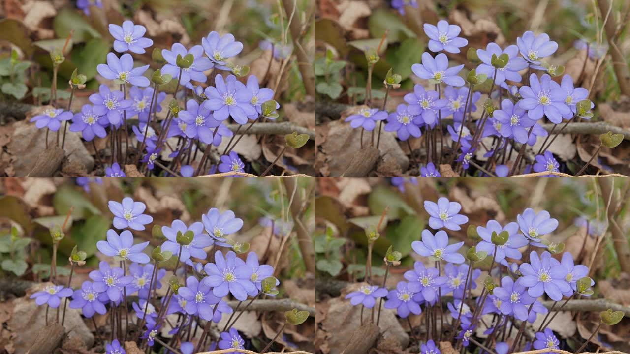 紫罗兰花的宏观镜头