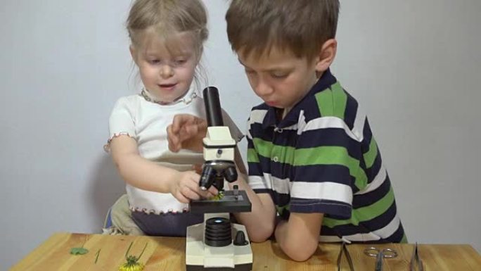 孩子们在白色墙壁旁的木桌上的显微镜下研究植物。