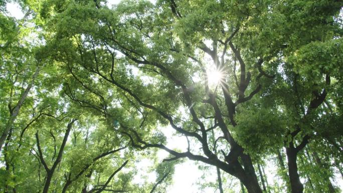 香樟树实拍阳光穿过树木可商用