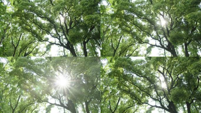 香樟树实拍阳光穿过树木可商用
