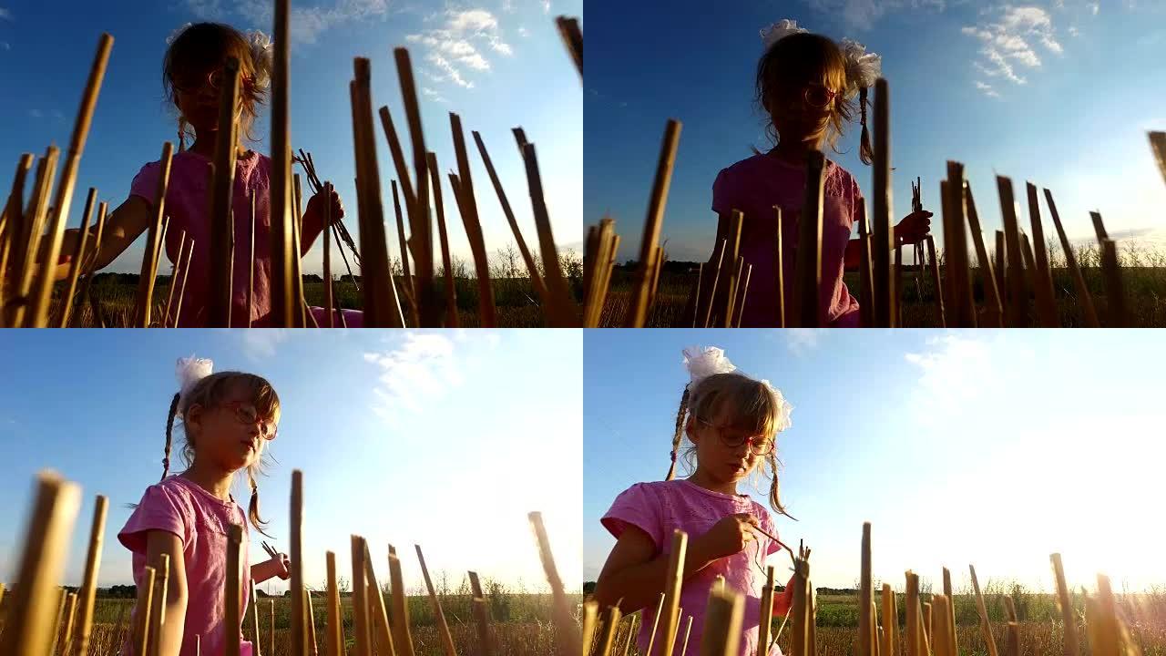 戴眼镜的女童在田野上收集稻草。她带走了已经收割的田地上的秸秆。