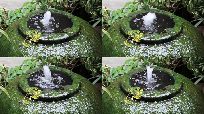 巨型水罐喷泉绿藻表面
