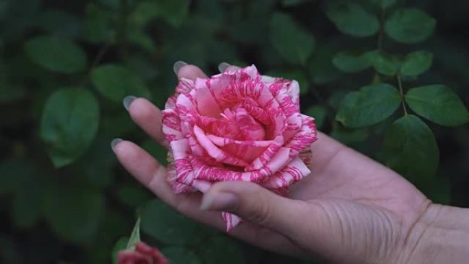 一个年轻的女性癌症特写镜头握着拳头。玫瑰花蕾凹陷了。口香糖张开手，玫瑰张开