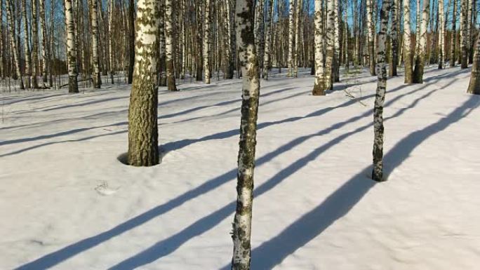 冬季森林中的晴天