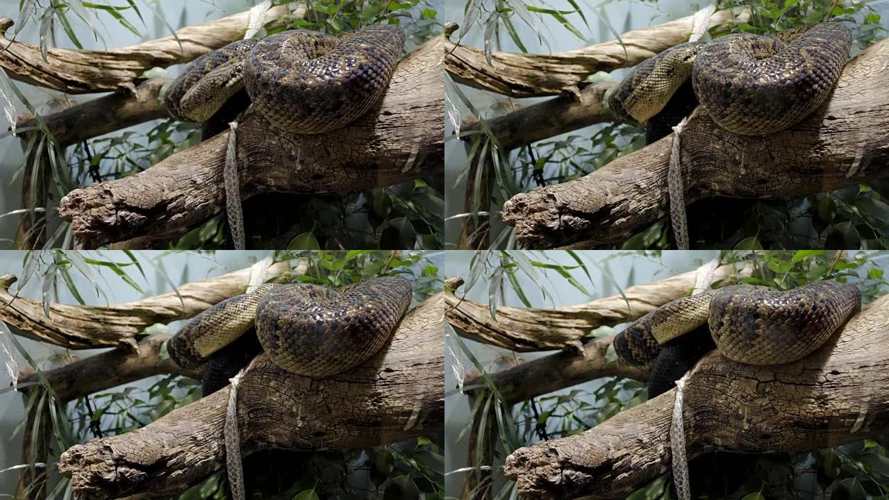 大蛇在树枝上缓慢移动