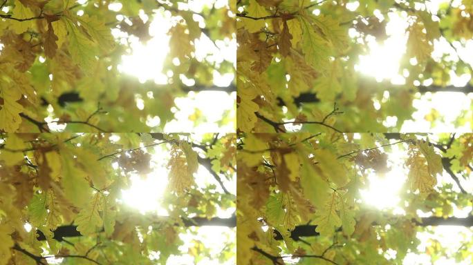 秋季橡木树枝