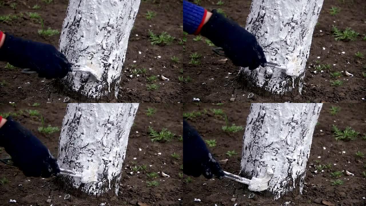 园丁用粉笔粉刷树干，春季树木护理。慢动作