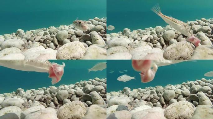 四齿鲨在相机中看着并吃g，一些鱼在水下宏观地中海周围游动
