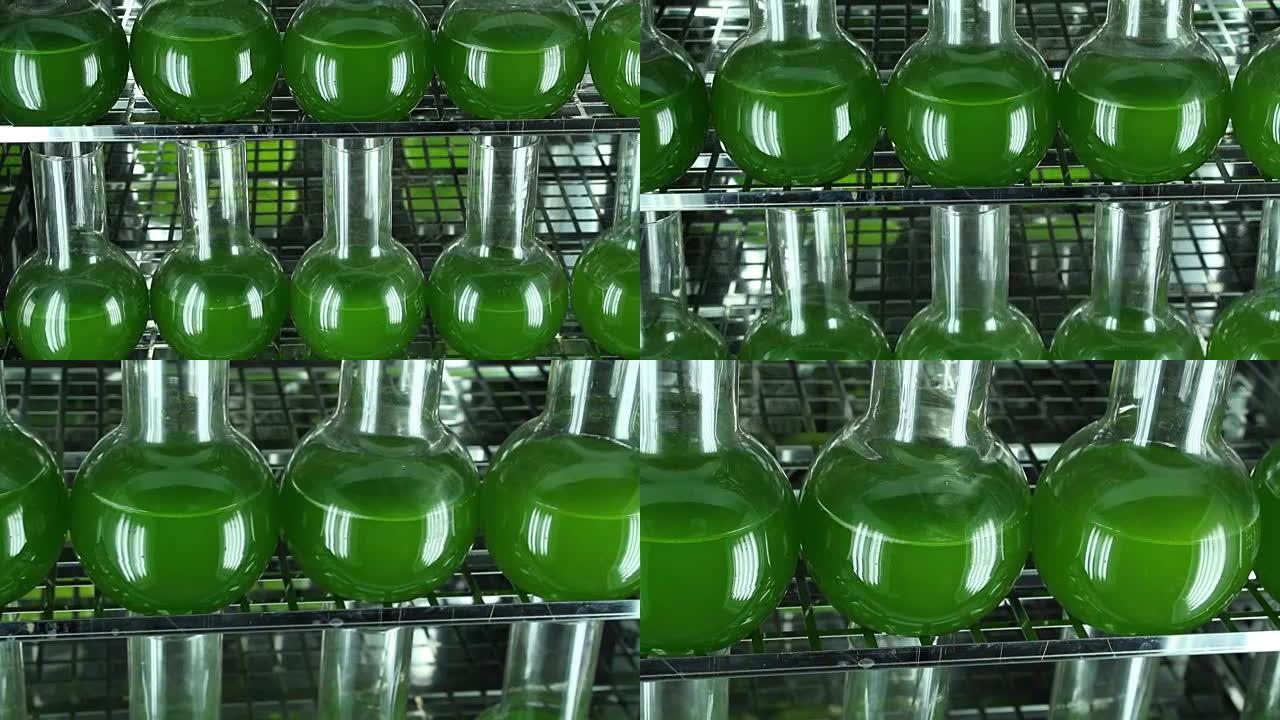 微藻填充玻璃器皿概述