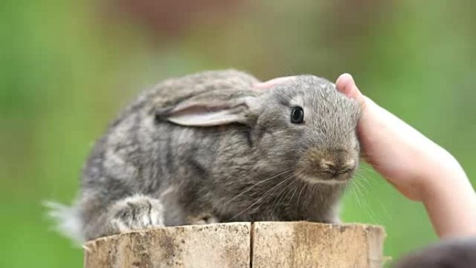 兔子是美丽的大自然动物