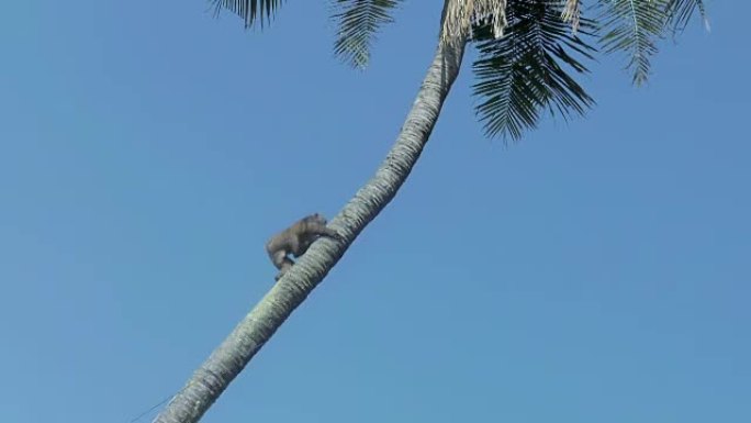 猴子爬椰子树