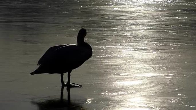 天鹅在日落时走在冰冻的湖上