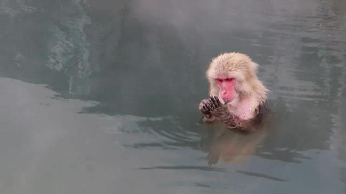 温泉中的猴子温泉