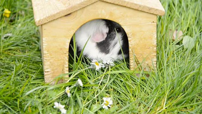豚鼠在草地上吃东西。藏在他的小木屋里