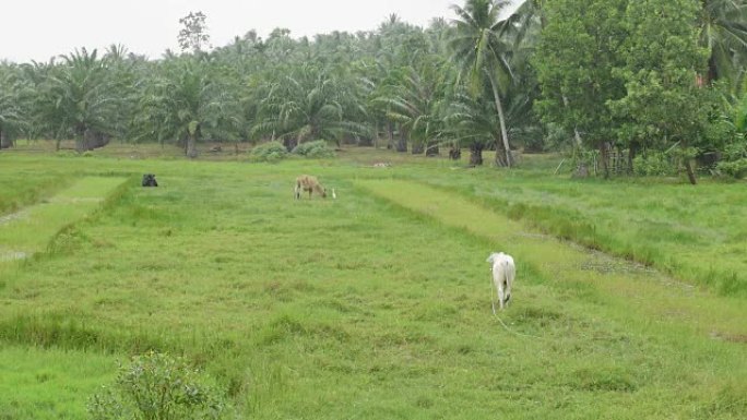 奶牛; 在绿色草地上放牧的家养奶牛