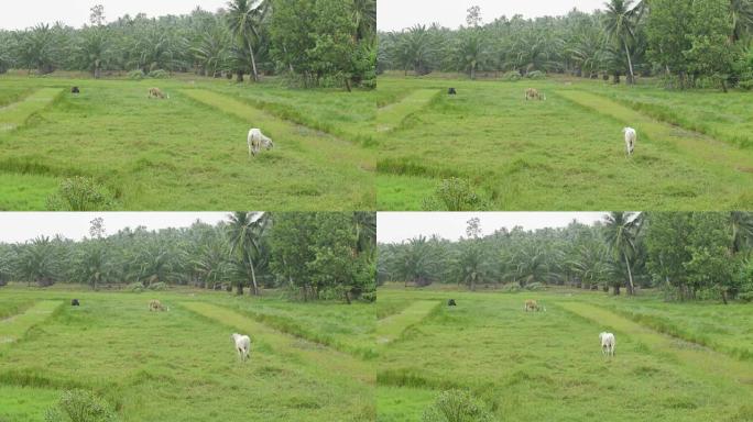 奶牛; 在绿色草地上放牧的家养奶牛