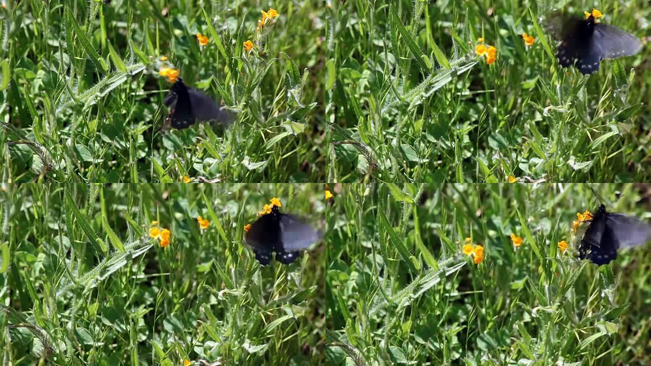 黑色蝴蝶在紫色羽扇形花朵上飘动