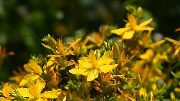 白屈菜、苏格兰麦花在风中