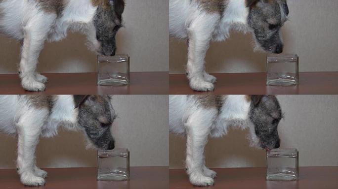 狗喝水