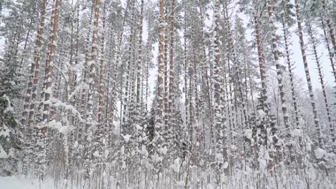 充满雪的高大松树