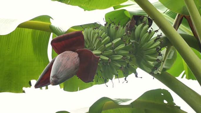 香蕉树上的香蕉果实