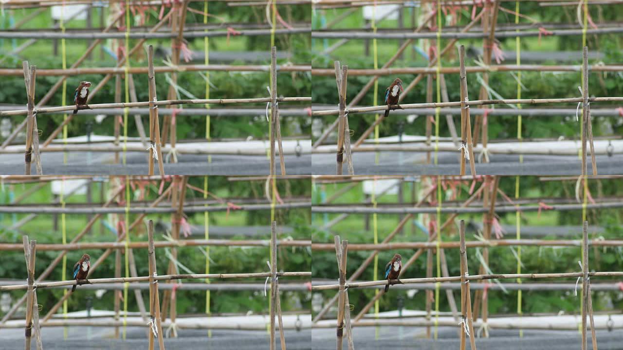 白喉翠鸟在竹条上吃和休息