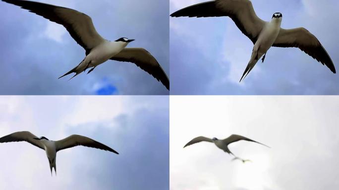 鸟儿飞得离相机很近。鸟靠近相机飞行。鸟儿逆风飞翔。鸟群飞翔