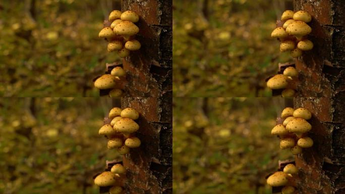 木背景，树上有Pholiota aurivella蘑菇