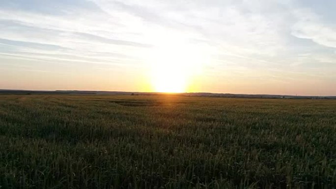 日落时飞越绿色麦田，朝向太阳