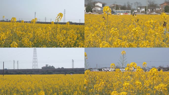 春季出游赏油菜花