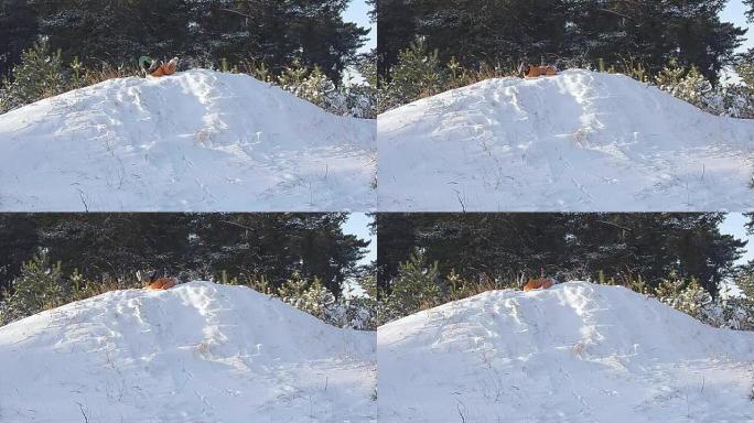 女孩在冬季公园的山上雪橇，十几岁的女孩在雪地里和一只狗玩耍。