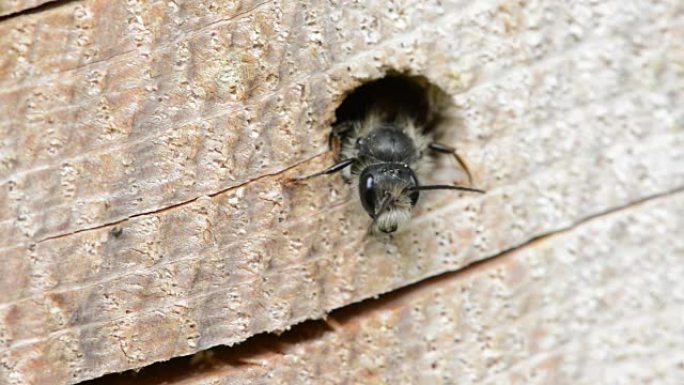 孤独的野蜂 (Osmia bicornis) 从树干的洞里望去。昆虫酒店。