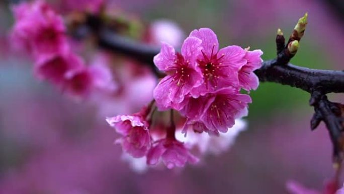 盛开的樱花树在中国台湾