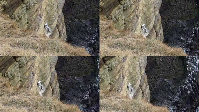 冰岛海鸥生活在冰岛西海岸的Londrangar半岛周围的悬崖上。以慢动作120 fps拍摄