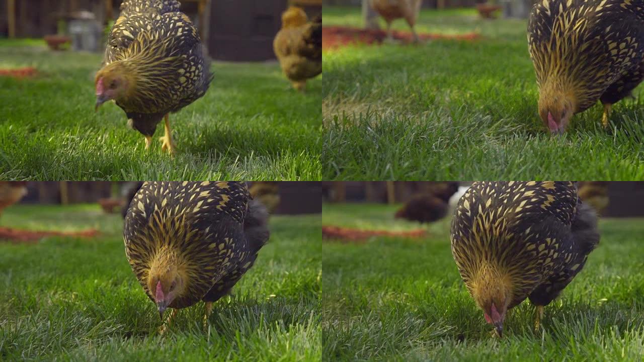 鸡在草地上拔毛