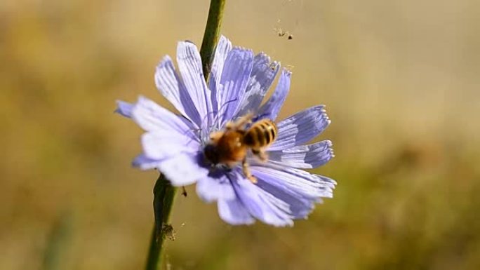 蜜蜂在蓝色菊苣上收集花蜜