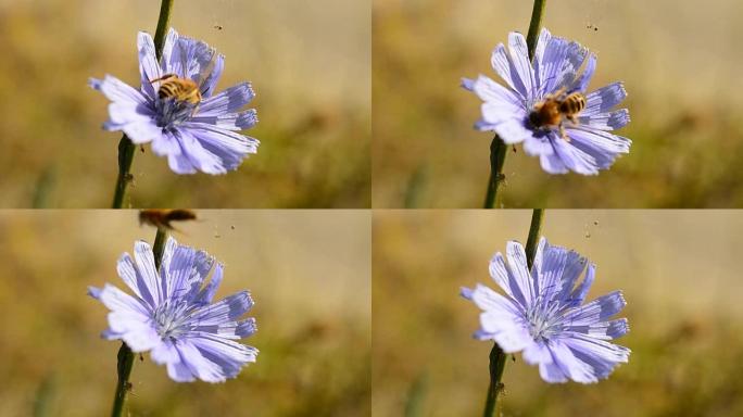 蜜蜂在蓝色菊苣上收集花蜜