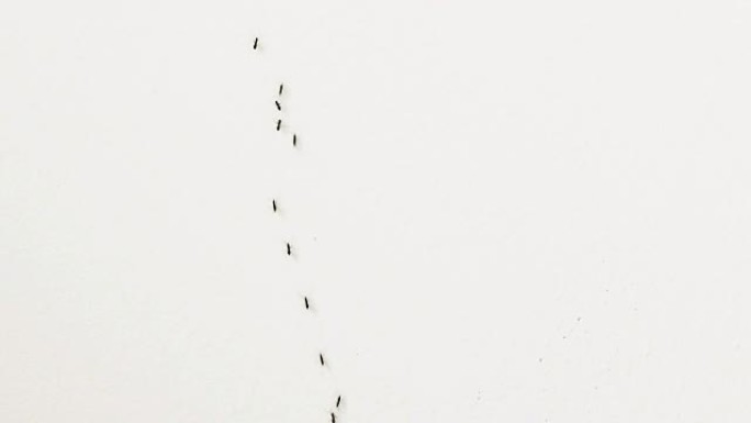 白墙上的蚂蚁