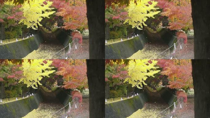 日本红黄枫叶秋落