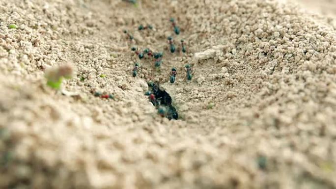 殖民地蚂蚁在地面上的一个洞中携带物资特写