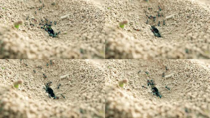 殖民地蚂蚁在地面上的一个洞中携带物资特写