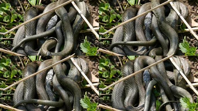草丛中许多大黑鼠蛇