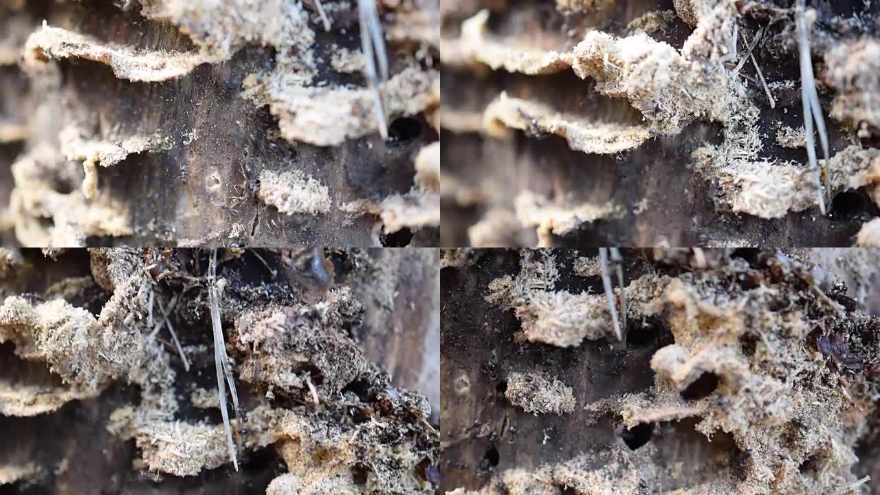 蚁群在分解木材上