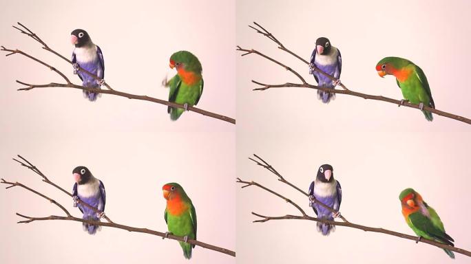 两只美丽的绿鹦鹉在干燥的树枝上爱鸟agapornis。
