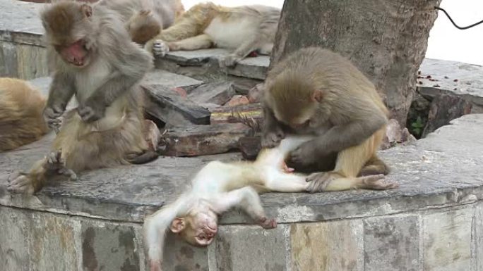 有趣的猴子家庭
