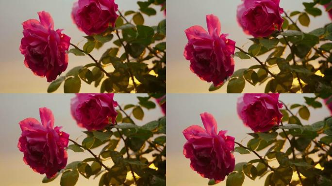 日落时，粉红的玫瑰在微风中摇曳