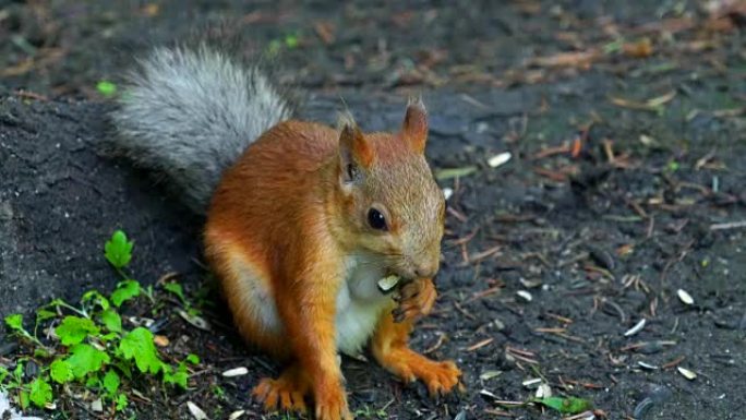 红毛松鼠坐在公园的地上，吃葵花籽。公园的游客不断地将松鼠和种子带入蛋白质。特写。公园里的夏日早晨。