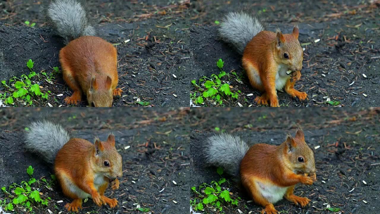 红毛松鼠坐在公园的地上，吃葵花籽。公园的游客不断地将松鼠和种子带入蛋白质。特写。公园里的夏日早晨。