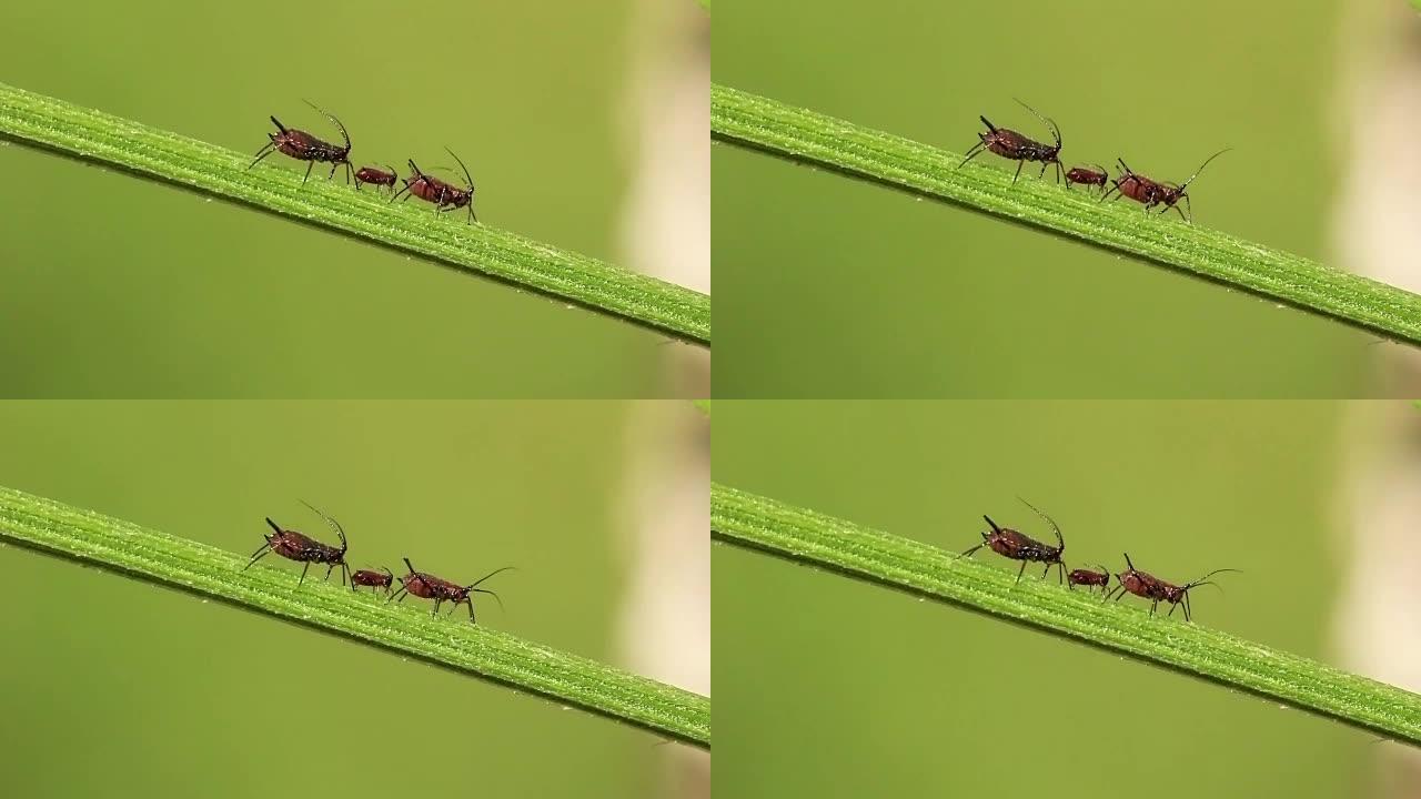 蚜虫