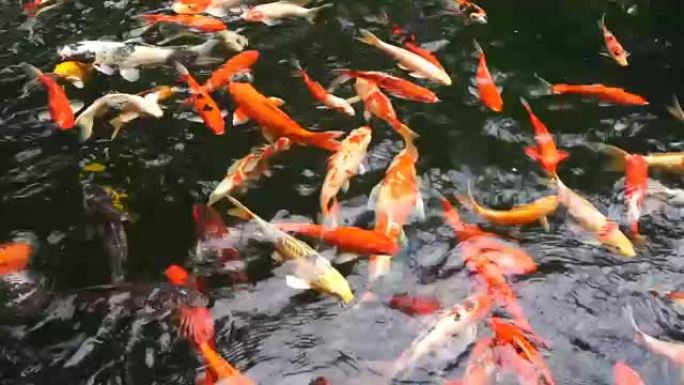 许多花式鲤鱼或称为锦鲤鱼在鲤鱼池中游泳。